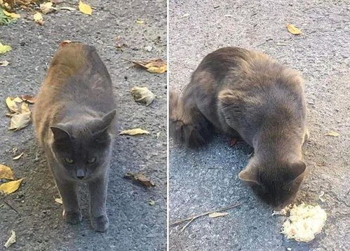  流浪猫受女子恩惠,她玩笑说家里缺猫,它真领来了自己的姐妹