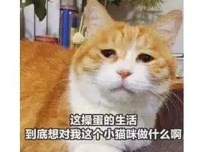  游戏里人气最高的猫不仅会唱跳rap打太极,打架比菜逼队友给力