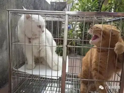  这只橘猫对着白猫一阵怒吼,气势十足,没想到,下一秒...