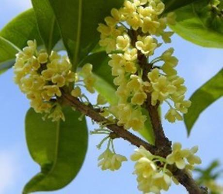  吉祥花卉