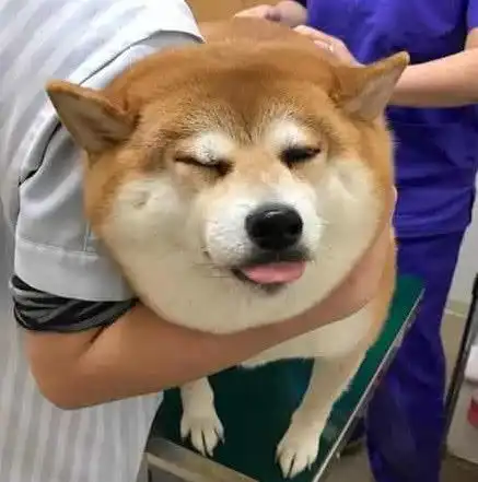  柴犬去医院打针,看似稳如老狗,回家后竟做出让人笑出内伤的举动