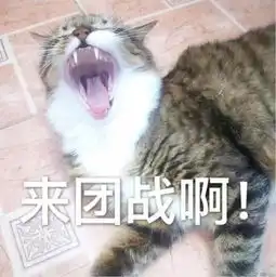 小猫咪表情包原图头像