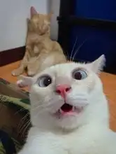  别的猫在睡觉,这只猫却只想着自拍,表情还挺丰富
