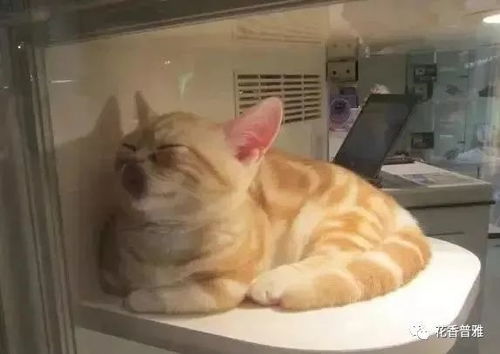  猫睡相太刺激,差点以为它挂了