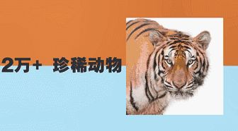  广州长隆酒店新春畅游套票空中看大熊猫还有大鼻猴探索500多种珍稀动物超值且呆萌的套票不要错过啦