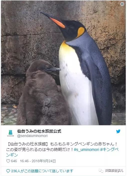  企鹅宝宝成了巨大行走的猕猴桃精饲养员表示,人家一点都不胖