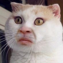  这是一组搞怪的猫咪表情包看我小表情,你读懂了吗