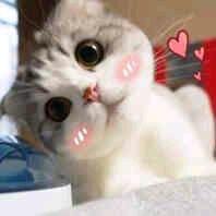 可爱的猫猫狗狗表情包