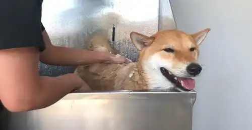 嘴巴嘟嘟表情包柴犬