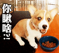 柴犬图片表情包gif都市