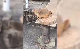  摄影师突打喷嚏土拨鼠吓到翻过去