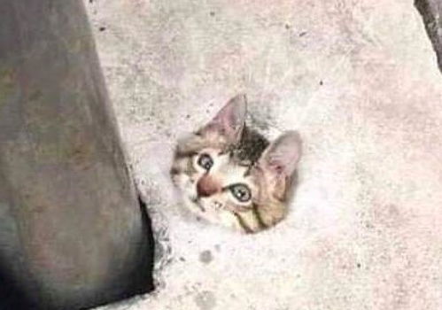 破防猫猫头表情包委屈