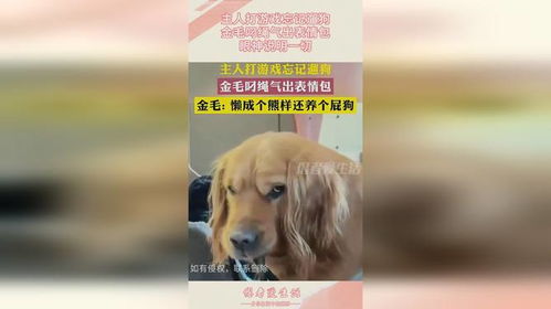  主人打游戏忘记遛狗,金毛叼绳气出表情包,眼神说明一切