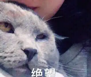  那些令人无法抗拒的猫咪表情包,你经常用吗