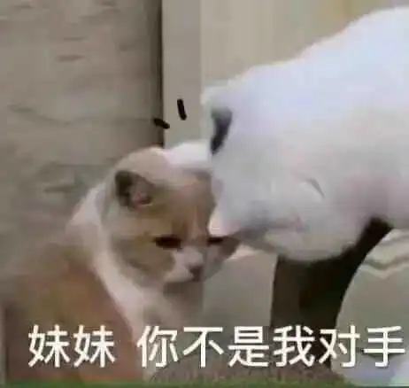  表情包小猫小狗的表情包
