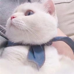  好看的微信头像猫咪萌图片2018超萌猫咪图片大全微信头像