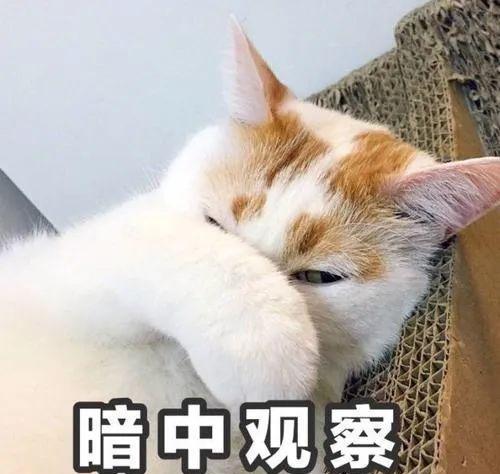 破防猫猫头表情包自信