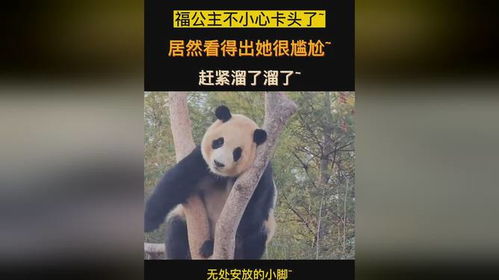  福宝爬树卡头尴尬瞬间,最后还不好意思赶紧溜了