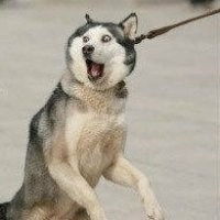  哈士奇头像表情微信头像图片大全