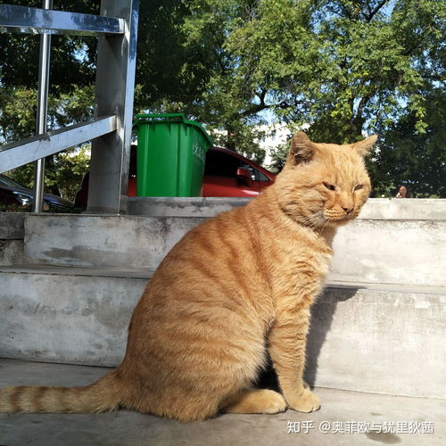  你见过最好看的橘猫长什么样