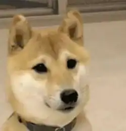 稳稳的接住柴犬表情包狗