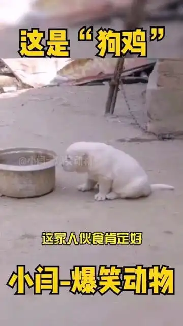  雪橇三傻沉航母