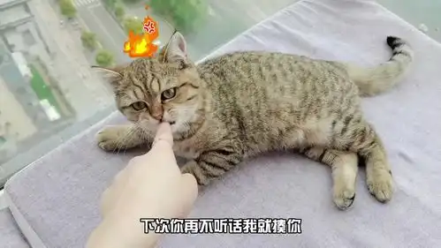  猫咪打扰主人工作被教训,一脸不服输的表情逗笑网友,脾气可真倔