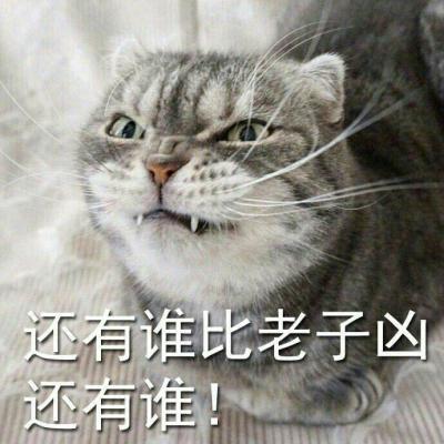  可爱猫咪超级搞怪带字头像2018最新感同身受是最温柔的冷笑话