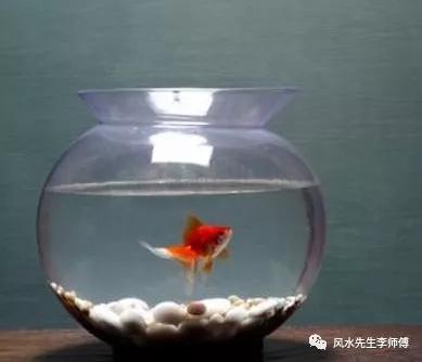  做生意养鱼风水讲究