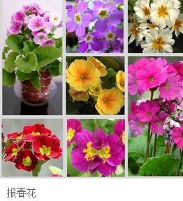  属羊的幸运花是什么花