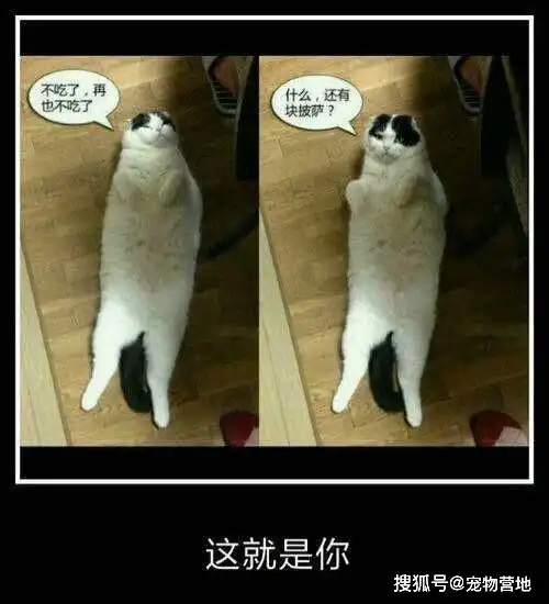 宠物gif图为了配合主人演戏,狗狗一脸生无可恋的表情