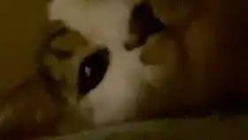  猫猫在线打滚儿你们开学了吗我们不开学了呢