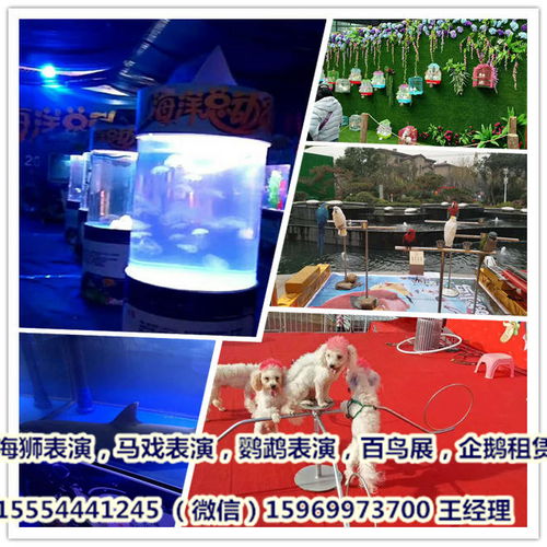  活体企鹅出租,麦哲伦企鹅租赁,海狮表演