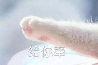  狼人杀新时装爆料没什么不开心是撸猫治愈不了的