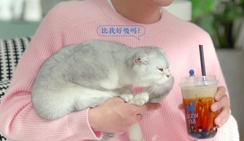  肖战居家风精英男无缝切换,单手托猫犯强迫症,委屈的表情成亮点