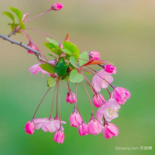  海棠花花语海棠花怎么养海棠花的养殖方法