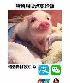  如何优雅地要红包表情包送你