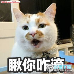  楼楼猫表情包完整版楼楼表情包最新版下载飞翔下载