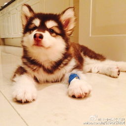  王思聪为爱犬做美甲表情宠溺网友狗生赢家
