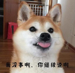  柴犬表情包真叫狗头大