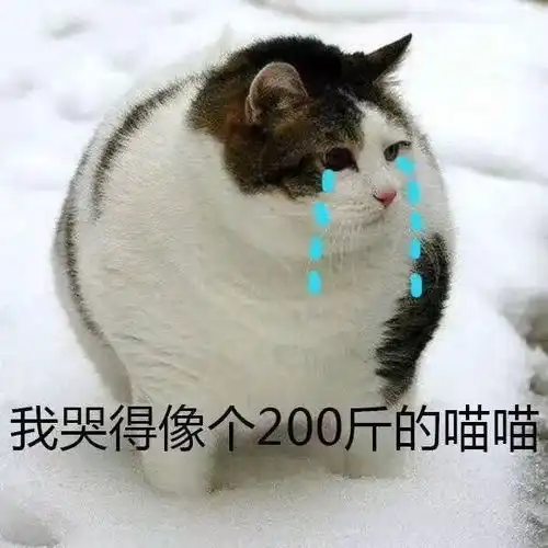 打滚表情包猫猫速收