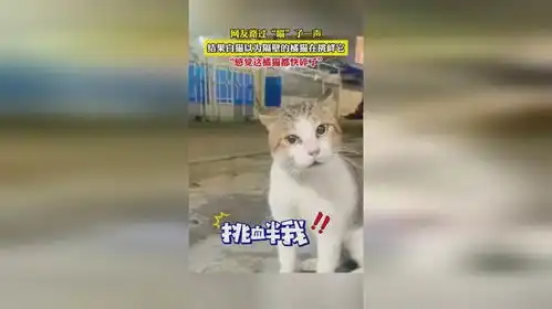  网友路过喵了一声,结果白猫以为隔壁的橘猫在挑衅它