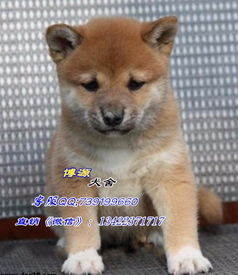  纯种日本柴犬出售广州日本柴犬多少钱一只纯种日本柴犬价格