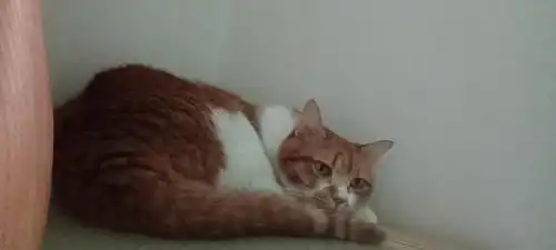  黑白肚皮猫的相册橘猫是种神奇的动物,磅爷表情包