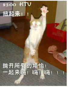  南京搓手猫爆红盘点2012最会卖萌的喵星人