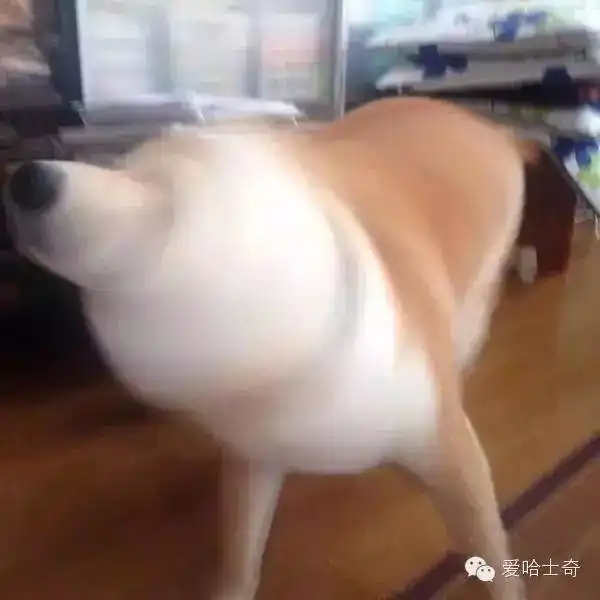  在汪界唯一能与二哈相提并论的就只有柴犬君了
