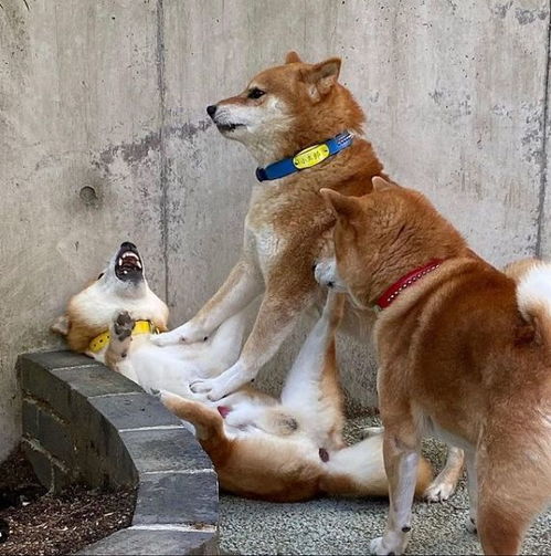  柴犬使用说明书一篇文章全了解