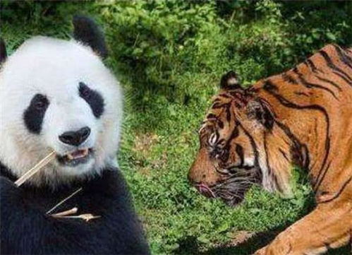  大熊猫为什么不会被老虎狮子攻击没想到呆萌的大熊猫这么厉害