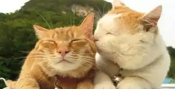 小猫咪表情包原图杨蓓蓓