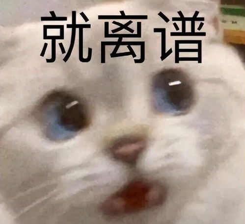  小猫咪被抄家后哭晕在厕所,主人呵,你还挺有钱